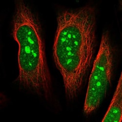 DDX55 Antibody, Novus Biologicals:Antibodies:Primary Antibodies